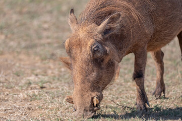 Close up threequarters view of a warthog standing while browsing on the short grass in an arid area