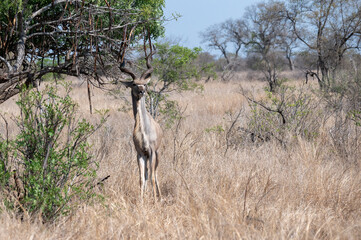 Young Kudu bull showing off by striking the tree branches with his horns