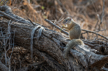 A Tree Squirrel sitting on a fallen log while feeding on a grass stem held in its paws.  