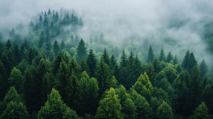Fototapeta premium Aerial view of hills with lush green trees and plants with clouds 
