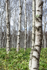 初春の八千穂高原の白樺林