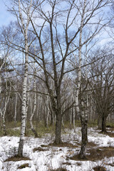 Fototapeta premium 雪が残る白樺林の中にミズナラの木