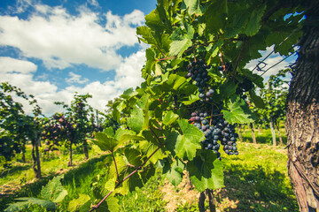 blue merlot grapes in green vineyard