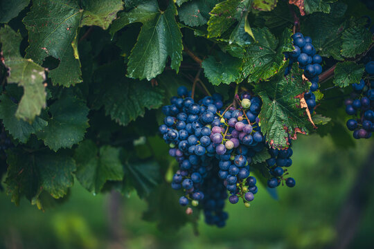 blue grapes in green vineyard - Powered by Adobe