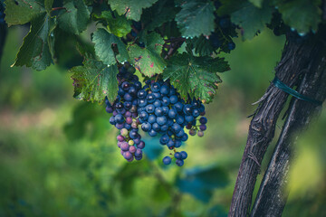 blue merlot grapes in green vineyard