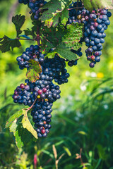 blue merlot grapes in green vineyard