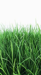 Fototapeta premium A field of green grass with a white background