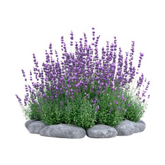 Rocks and lavender flowers. Isolated on transparent background.