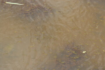 Young snakehead fish swarming on the water surface