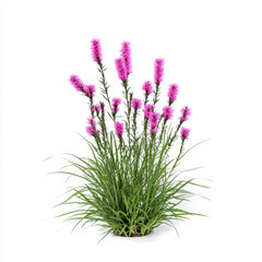 Vibrant Liatris Spicata Plant with Blazing Star Blooms