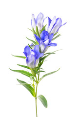 八重咲きのリンドウ Gentiana scabra