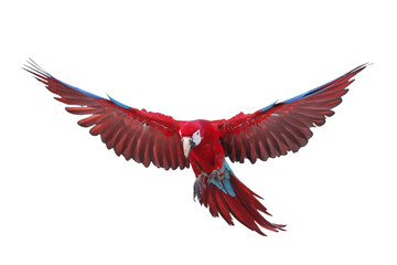 Obraz premium Colorful flying Green Wing Macaw parrot isolated on transparent background png file