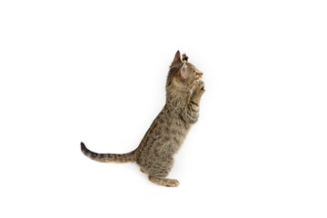 A playful kitten in a playful position on a white background