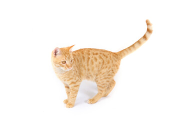 Orange tabby cat standing and looking behind, isolated on a white background, capturing its curious and alert expression