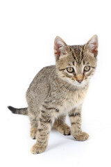 Obraz premium A playful kitten in a playful position on a white background