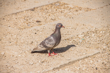 Obraz premium bird standing, pigeon eating, peace dove, eating and drinking wile resting, outdoor photoshoot, shot is selective focus with shallow depth of field, photo taken at Cairo Egypt