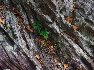Brown stone texture in the forest for environmental care background.    
