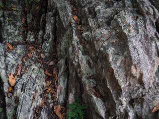 Brown stone texture in the forest for environmental care background.    