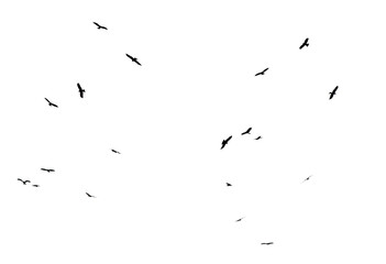 A flock of birds in flight isolated on a white background