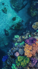 Fototapeta premium Aerial View of Colorful Coral Reef in Clear Water