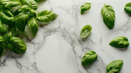 Obraz premium Fresh Green Basil Leaves on Marble Surface