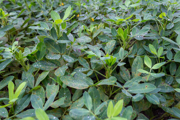 Peanut Plant in Home Garden - Sustainability Concept