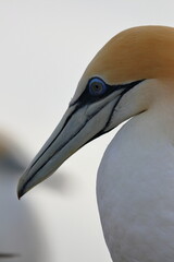 gannet colony