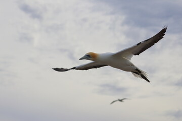 gannet colony