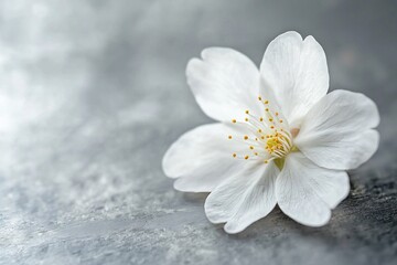 Fototapeta premium Delicate White Blossom on a Soft Gray Background