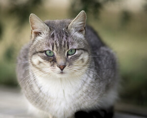 Beautiful mixed breed cat outdoors.