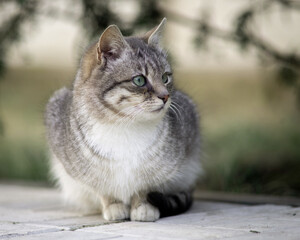 Beautiful mixed breed cat outdoors.
