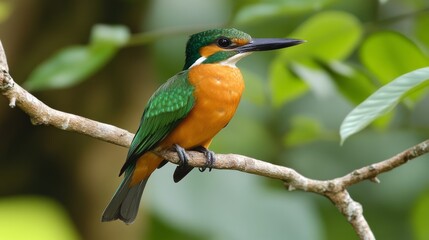 Naklejka premium Colorful bird perched on a tree branch.
