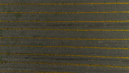 Kürbis liegen in Reihen bereit zur Ernte, Drohneaufnahme zeigt abwechselnd braune Erde und orange Kürbisse