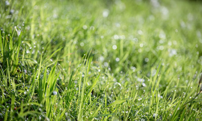 Green grass with morning dew. Grass background.