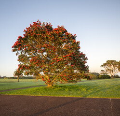 Pohutukawa trees in full bloom in summer, New Zealand Christmas Tree. Auckland.
