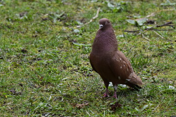 gołąb na trawie