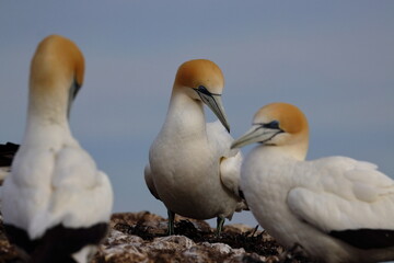 gannet colony