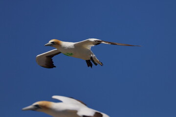 gannet colony