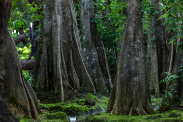 Obraz premium Green moss forest tree wood, Green nature calming summer warm day, Scenic forest of fresh green wood deciduous forest tree moss, Tree and moss woodland.