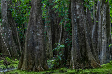 Obraz premium Green moss forest tree wood, Green nature calming summer warm day, Scenic forest of fresh green wood deciduous forest tree moss, Tree and moss woodland.