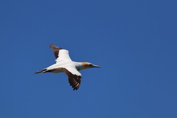 gannet colony