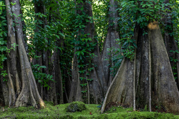Green moss forest tree wood, Green nature calming summer warm day, Scenic forest of fresh green wood deciduous forest tree moss, Tree and moss woodland.