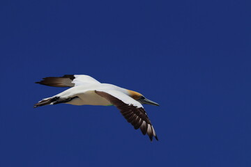 gannet colony