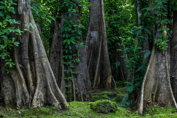 Green moss forest tree wood, Green nature calming summer warm day, Scenic forest of fresh green wood deciduous forest tree moss, Tree and moss woodland.