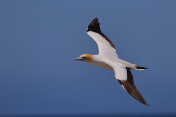 gannet colony
