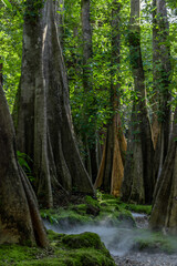 Obraz premium Green moss forest tree wood, Green nature calming summer warm day, Scenic forest of fresh green wood deciduous forest tree moss, Tree and moss woodland.