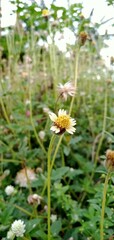 beautiful tridax flowers with a green background