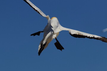 gannet colony