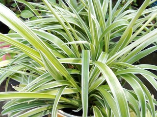 The spider plant (Chlorophytum comosum) has a distinctive feature that is easy to recognize. This...