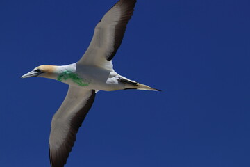 point danger gannet